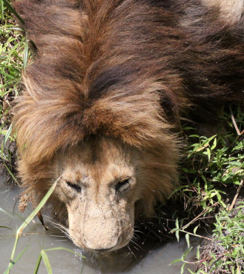 FELID - LION - MASAI MARA NATIONAL PARK KENYA (120).JPG