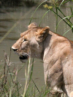 FELID - LION - MASAI MARA NATIONAL PARK KENYA (123).JPG