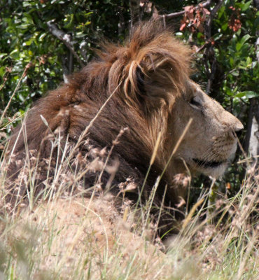 FELID - LION - MASAI MARA NATIONAL PARK KENYA (136).JPG