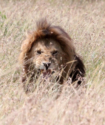 FELID - LION - MASAI MARA NATIONAL PARK KENYA (144).JPG