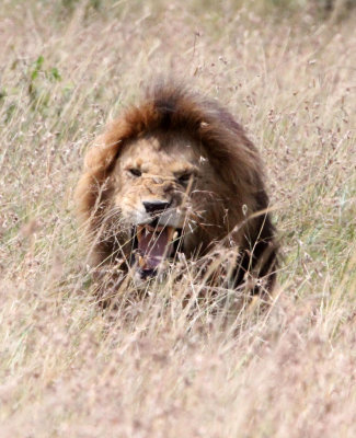 FELID - LION - MASAI MARA NATIONAL PARK KENYA (145).JPG