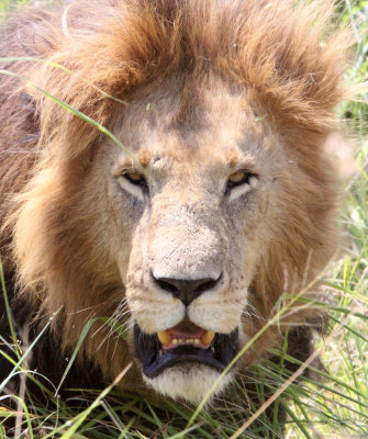 FELID - LION - MASAI MARA NATIONAL PARK KENYA (163).JPG