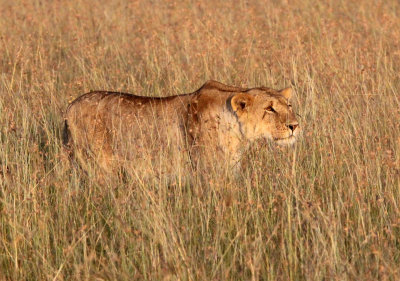 FELID - LION - MASAI MARA NATIONAL PARK KENYA (21).JPG