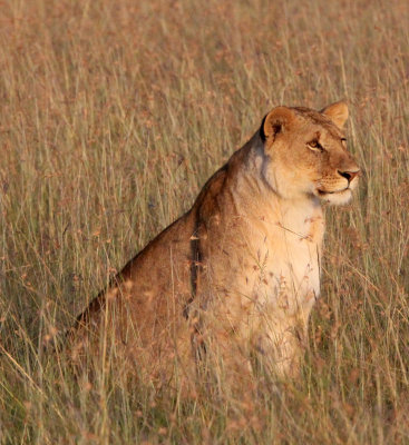 FELID - LION - MASAI MARA NATIONAL PARK KENYA (24).JPG