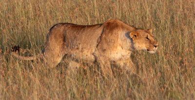 FELID - LION - MASAI MARA NATIONAL PARK KENYA (29).JPG