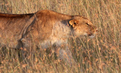 FELID - LION - MASAI MARA NATIONAL PARK KENYA (32).JPG