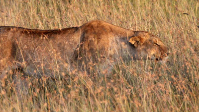 FELID - LION - MASAI MARA NATIONAL PARK KENYA (33).JPG