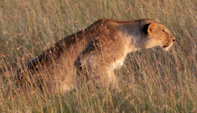 FELID - LION - MASAI MARA NATIONAL PARK KENYA (34).JPG