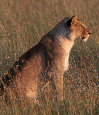 FELID - LION - MASAI MARA NATIONAL PARK KENYA (36).JPG