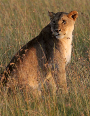FELID - LION - MASAI MARA NATIONAL PARK KENYA (46).JPG