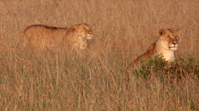 FELID - LION - MASAI MARA NATIONAL PARK KENYA (50).JPG