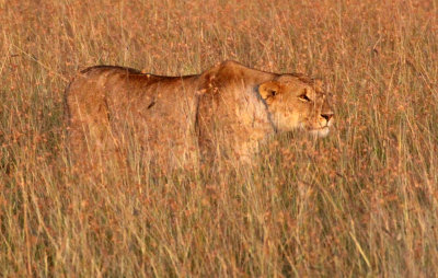 FELID - LION - MASAI MARA NATIONAL PARK KENYA (54).JPG