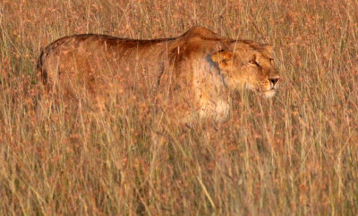 FELID - LION - MASAI MARA NATIONAL PARK KENYA (56).JPG