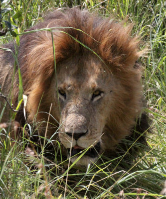 FELID - LION - MASAI MARA NATIONAL PARK KENYA (81).JPG