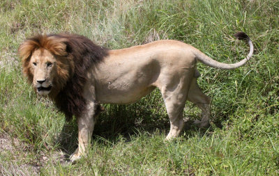 FELID - LION - MASAI MARA NATIONAL PARK KENYA (87).JPG