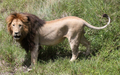 FELID - LION - MASAI MARA NATIONAL PARK KENYA (88).JPG