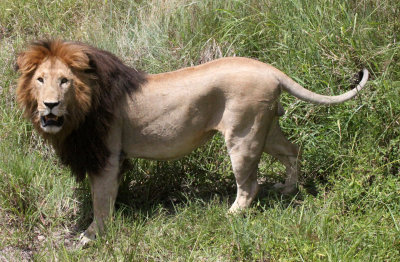 FELID - LION - MASAI MARA NATIONAL PARK KENYA (91).JPG