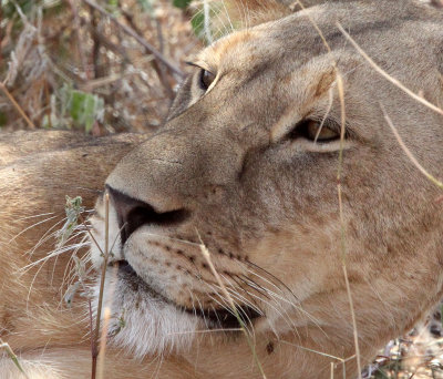 FELID - LION - SAMBURU NATIONAL PARK KENYA (3).JPG