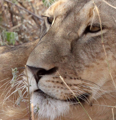 FELID - LION - SAMBURU NATIONAL PARK KENYA (5).JPG