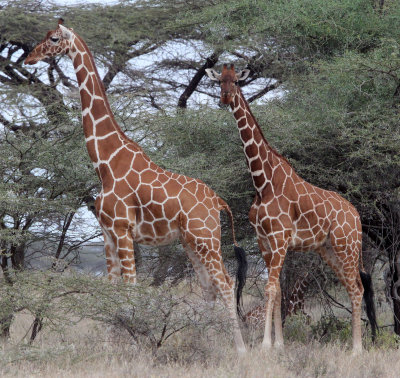 GIRAFFE - RETICULATED GIRAFFE - SAMBURU NATIONAL PARK KENYA (10).JPG