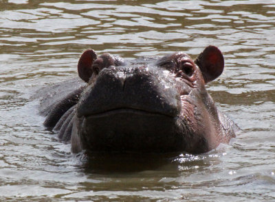 HIPPOPOTAMUS - MASAI MARA NATIONAL PARK KENYA (20).JPG