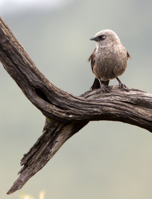 BIRD - BABBLER - ARROW-MARKED BABBLER - MASAI MARA NATIONAL PARK KENYA (1).JPG