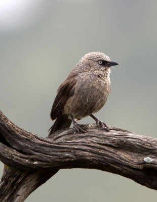 BIRD - BABBLER - ARROW-MARKED BABBLER - MASAI MARA NATIONAL PARK KENYA (3).JPG