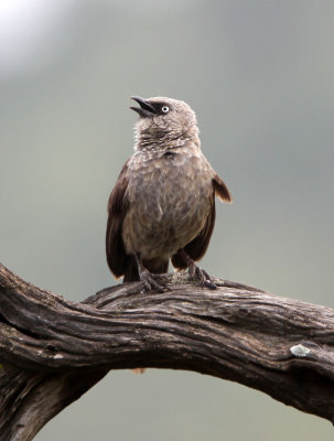BIRD - BABBLER - ARROW-MARKED BABBLER - MASAI MARA NATIONAL PARK KENYA (5).JPG