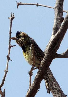 BIRD - BARBET - D'ARNAUD'S BARBET - SAMBURU NATIONAL PARK KENYA (1).JPG
