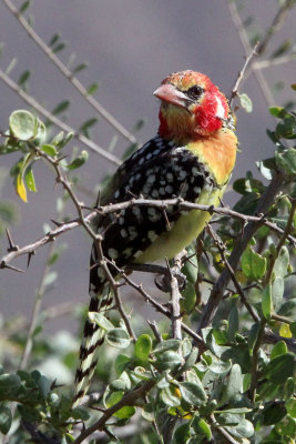BIRD - BARBET - RED-AND-YELLOW BARBET - SAMBURU NATIONAL PARK KENYA (1).JPG
