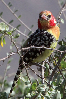 BIRD - BARBET - RED-AND-YELLOW BARBET - SAMBURU NATIONAL PARK KENYA (3).JPG
