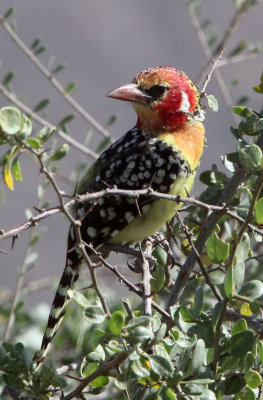 BIRD - BARBET - RED-AND-YELLOW BARBET - SAMBURU NATIONAL PARK KENYA (4).JPG
