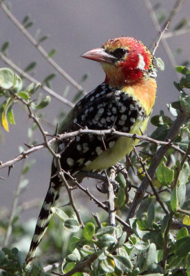 BIRD - BARBET - RED-AND-YELLOW BARBET - SAMBURU NATIONAL PARK KENYA (7).JPG