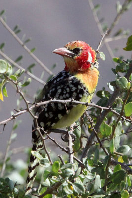 BIRD - BARBET - RED-AND-YELLOW BARBET - SAMBURU NATIONAL PARK KENYA (9).JPG