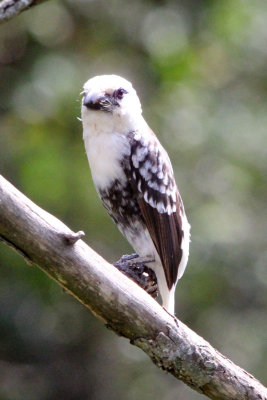 BIRD - BARBET - WHITE-HEADED BARBET - MASAI MARA NATIONAL PARK KENYA (1).JPG