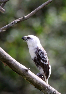BIRD - BARBET - WHITE-HEADED BARBET - MASAI MARA NATIONAL PARK KENYA (3).JPG