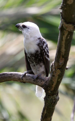 BIRD - BARBET - WHITE-HEADED BARBET - MASAI MARA NATIONAL PARK KENYA (5).JPG
