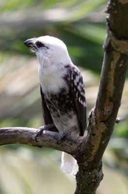 BIRD - BARBET - WHITE-HEADED BARBET - MASAI MARA NATIONAL PARK KENYA (6).JPG