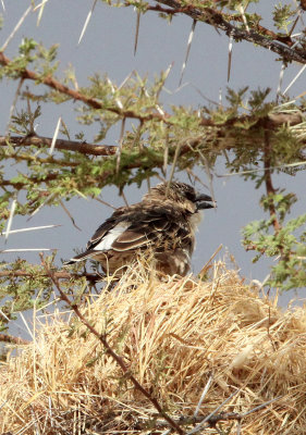 BIRD - BUFFALO-WEAVER - WHITE-HEADED BUFFALO-WEAVER - SAMBURU NATIONAL PARK KENYA (2).JPG