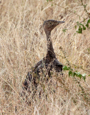 BIRD - BUSTARD - BLACK-BELLIED BUSTARD - SAMBURU NATIONAL PARK KENYA.JPG