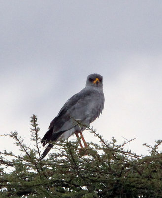 BIRD - CHANTING GOSHAWK - EASTERN CHANTING-GOSHAWK - SAMBURU NATIONAL PARK KENYA (1).JPG