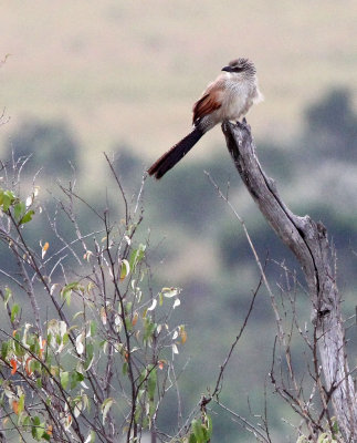 BIRD - COUCAL - WHITE-BROWED COUCAL - MASAI MARA NATIONAL PARK KENYA (1).JPG