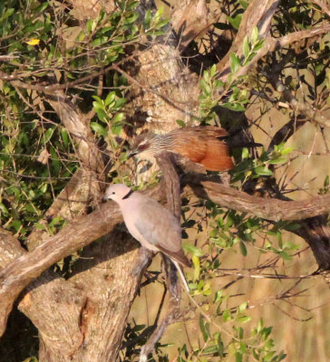 BIRD - COUCAL - WHITE-BROWED COUCAL - MASAI MARA NATIONAL PARK KENYA (13).JPG