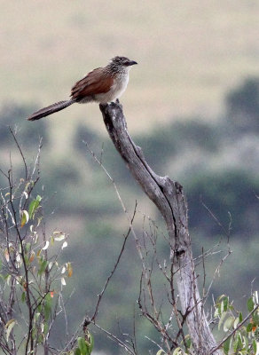BIRD - COUCAL - WHITE-BROWED COUCAL - MASAI MARA NATIONAL PARK KENYA (4).JPG