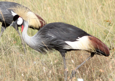 BIRD - CRANE - GREY CROWNED CRANE - MASAI MARA NATIONAL PARK KENYA (11).JPG