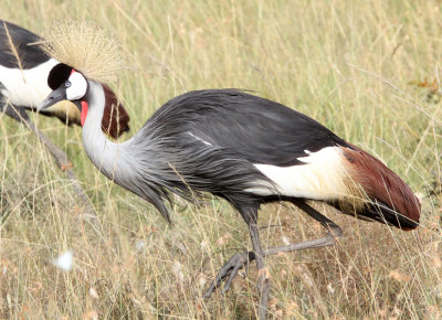 BIRD - CRANE - GREY CROWNED CRANE - MASAI MARA NATIONAL PARK KENYA (12).JPG