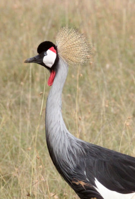 BIRD - CRANE - GREY CROWNED CRANE - MASAI MARA NATIONAL PARK KENYA (3).JPG