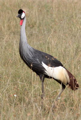 BIRD - CRANE - GREY CROWNED CRANE - MASAI MARA NATIONAL PARK KENYA (5).JPG