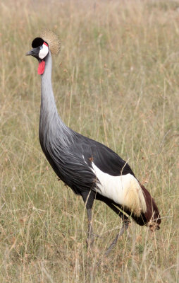 BIRD - CRANE - GREY CROWNED CRANE - MASAI MARA NATIONAL PARK KENYA (8).JPG