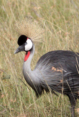 BIRD - CRANE - GREY CROWNED CRANE - MASAI MARA NATIONAL PARK KENYA (9).JPG